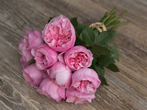 David Austin Wedding Rose Carey